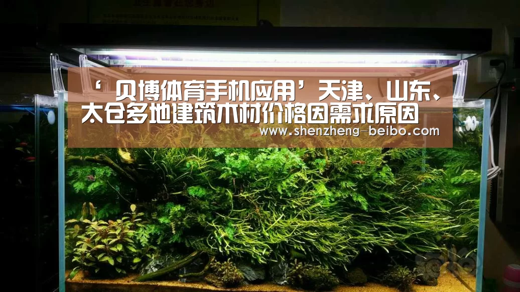  贝博体育手机应用